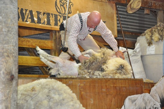 Shearing the sheep!